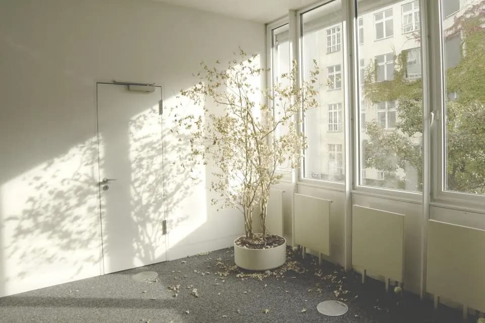A quiet, sunlit white interior with a potted tree